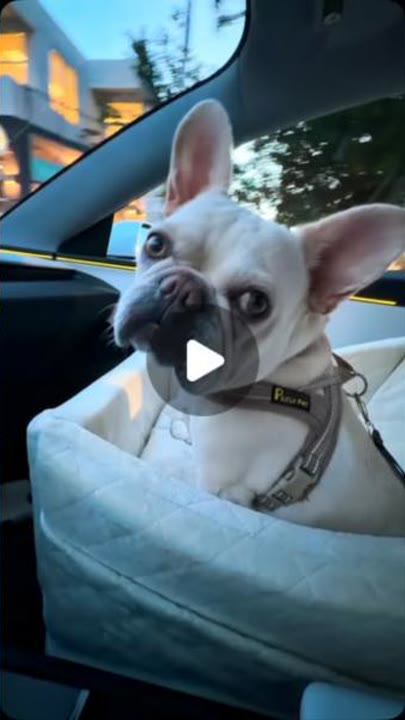 Riding Shotgun Through Miami