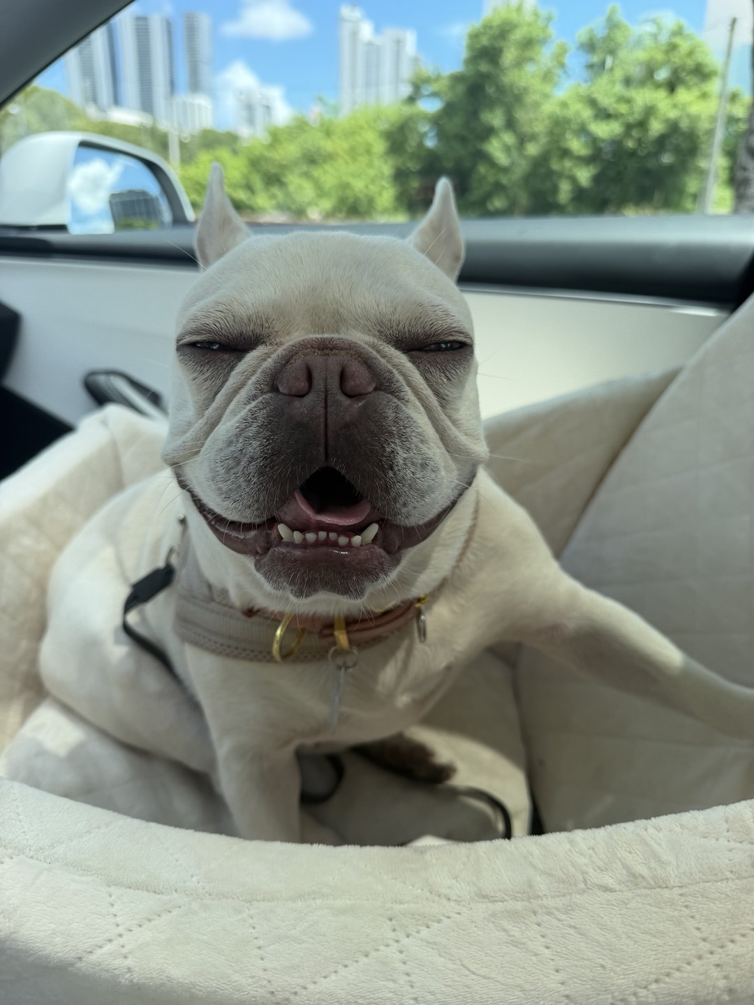 Luna the French Bulldog grinning in her car seat, Miami high-rises behind her